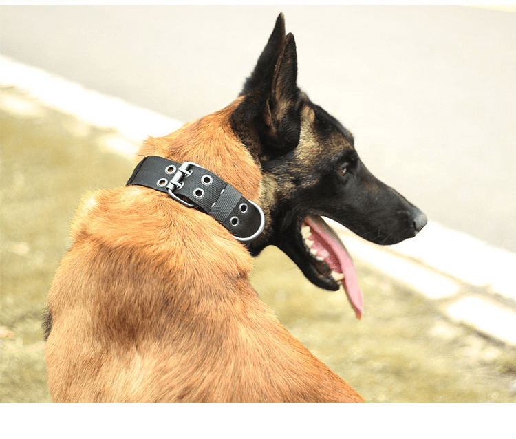 Super Strong Dog Collar with D-Ring & Buckle