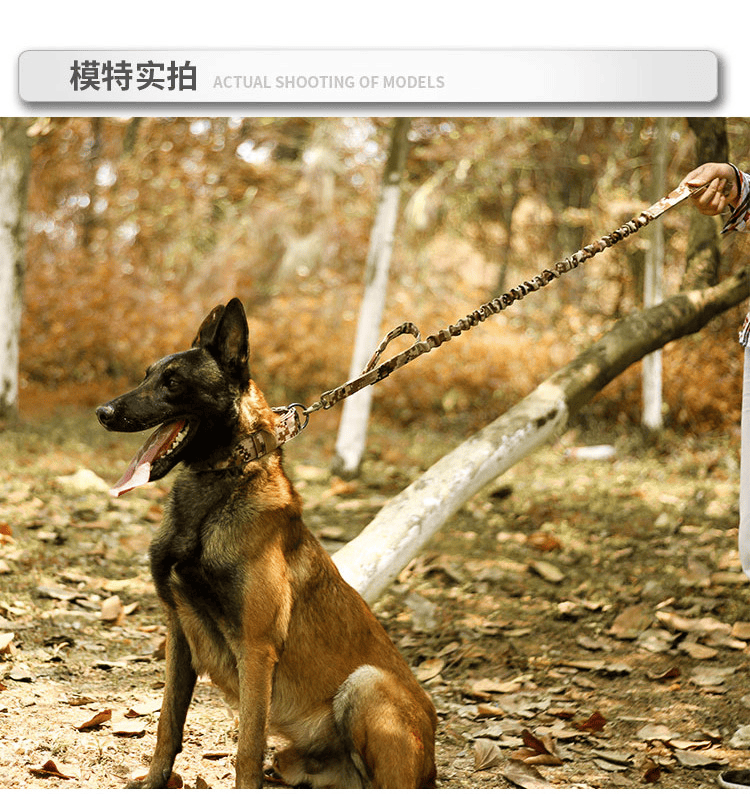 Super Strong Dog Collar with D-Ring & Buckle