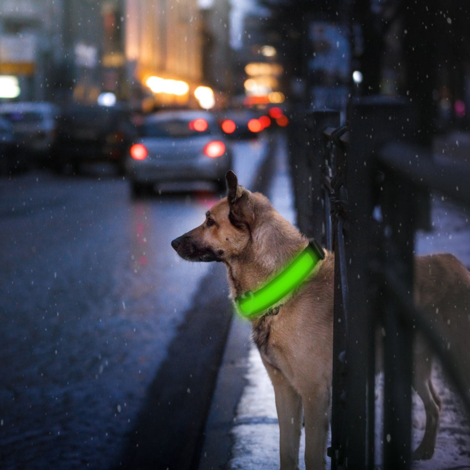 LED Dog Collar USB Rechargeable Adjustable Night Safety Flashing Luminous Light up