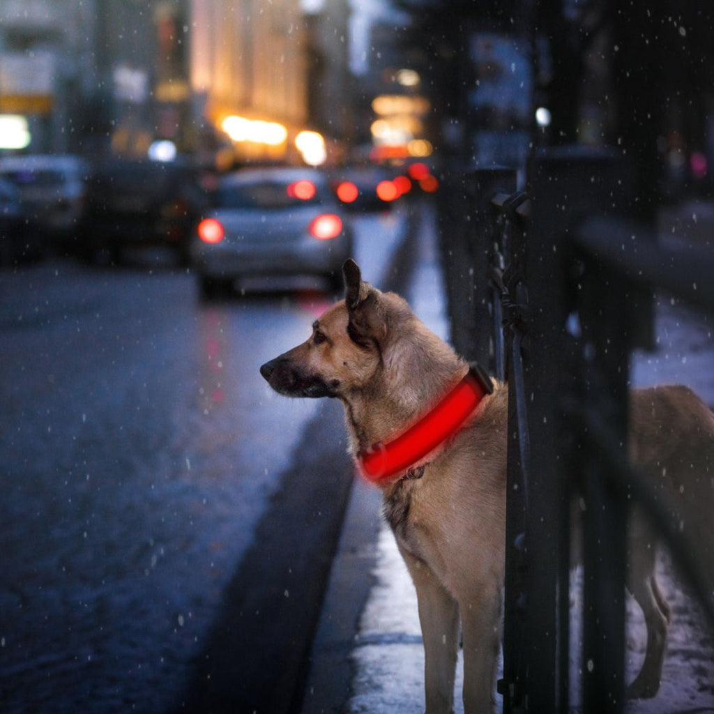 LED Dog Collar USB Rechargeable Adjustable Night Safety Flashing Luminous Light up