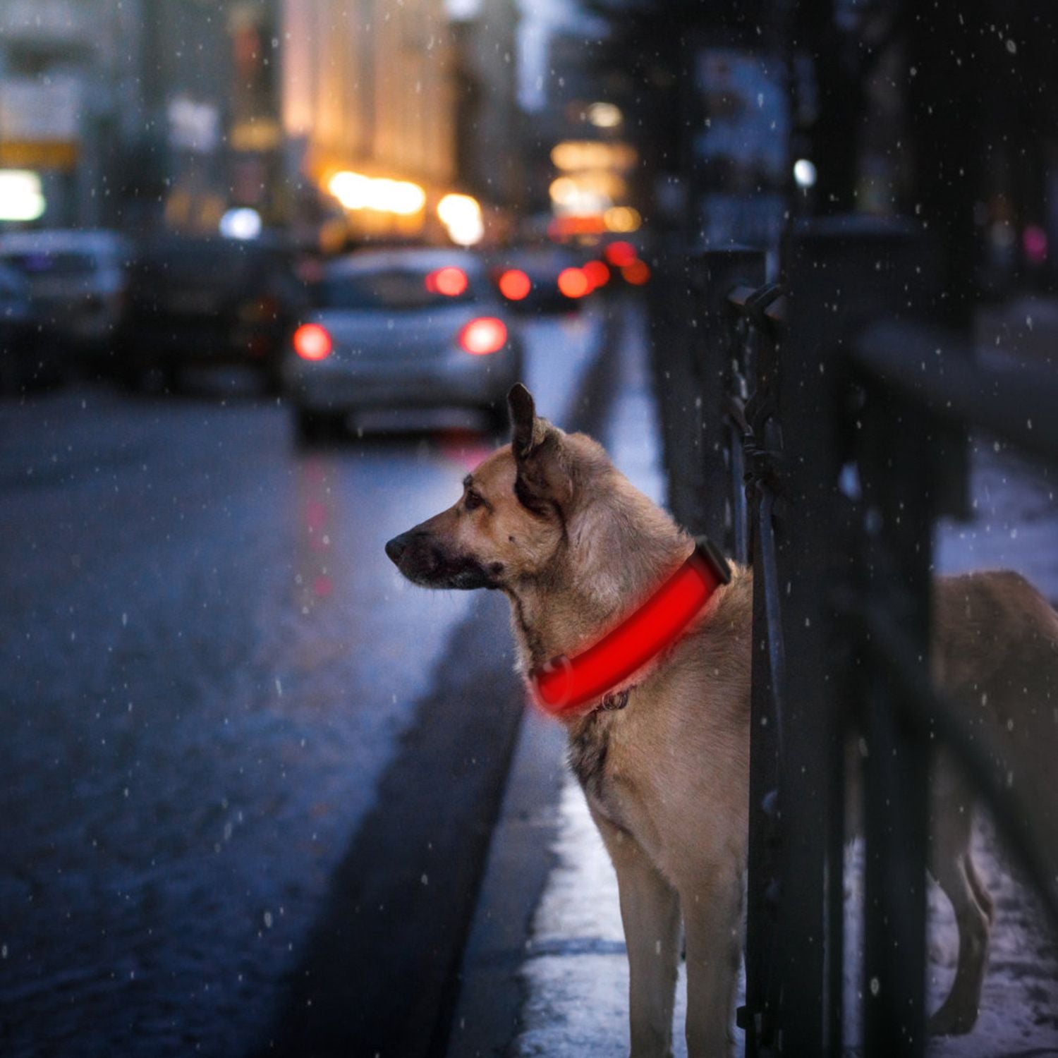 LED Dog Collar USB Rechargeable Adjustable Night Safety Flashing Luminous Light up