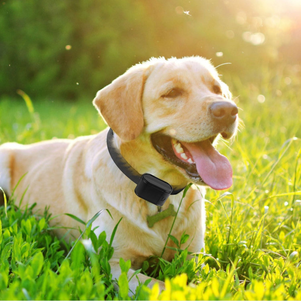 Electric Dog Fence System